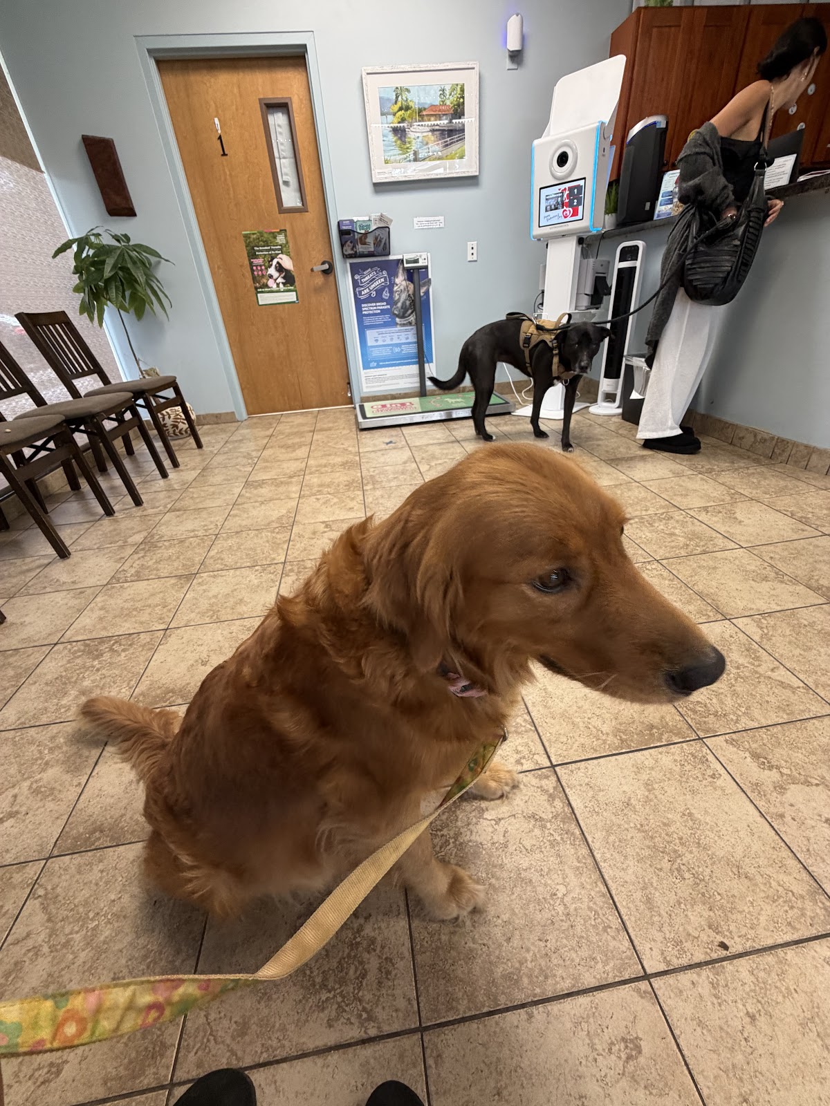 Oahu Veterinary Clinic in Waikiki