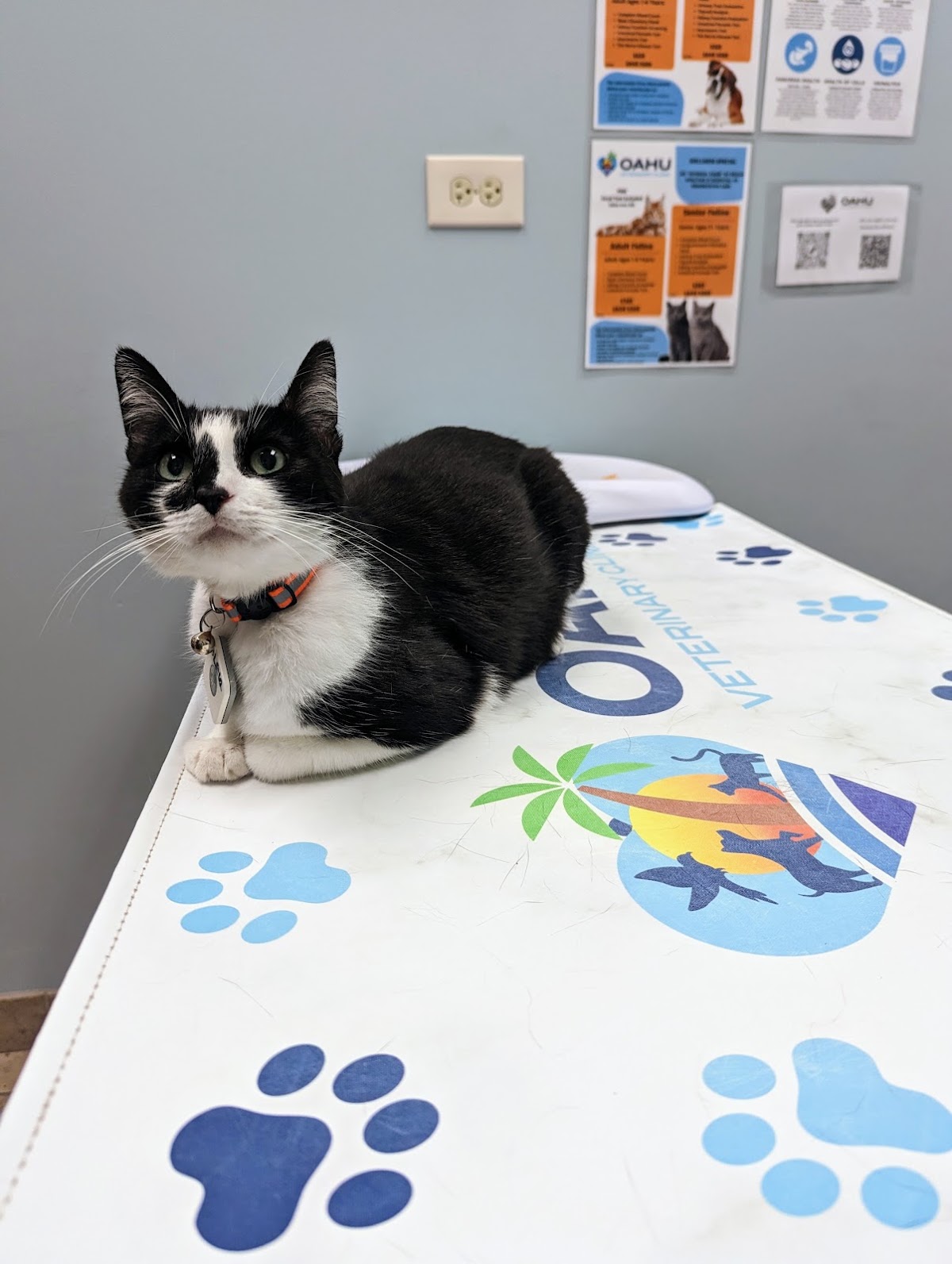 Oahu Veterinary Clinic photo 4